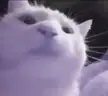 :cat-dance: